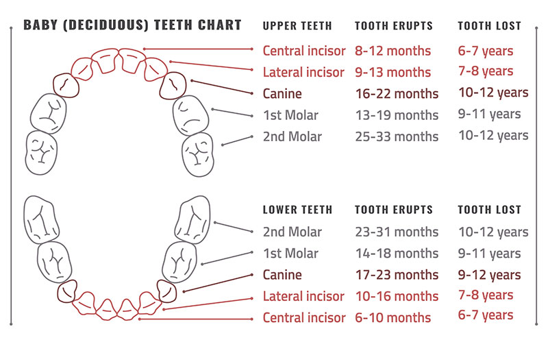 chart of pediatric teeth and when they erupt